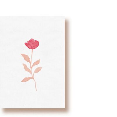 rosa | tarjeta postal