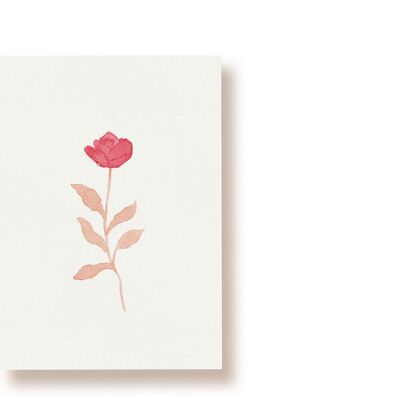 rose | carte postale