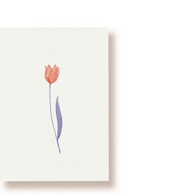 Tulip | postcard