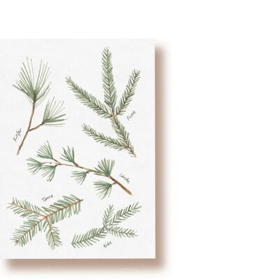 rami di conifere | cartolina