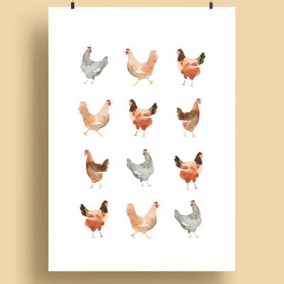 pollos | impresión