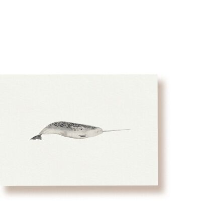 Narvalo | Cartolina della balena