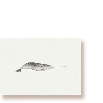 Narval | Carte postale baleine 1