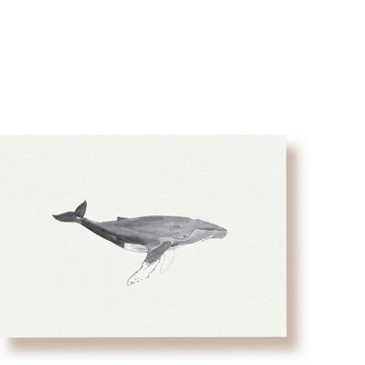 ballena jorobada | tarjeta postal