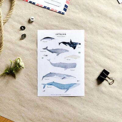 Stickers baleines en papier recyclé / sans PVC