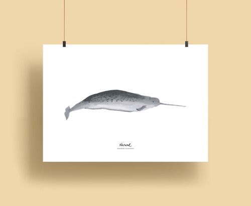 Whales | Prints - Narwal