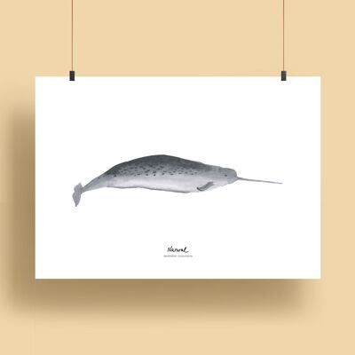 Whales | Prints - Narwhal