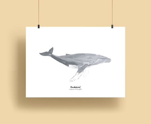 Whales | Prints - Buckelwal