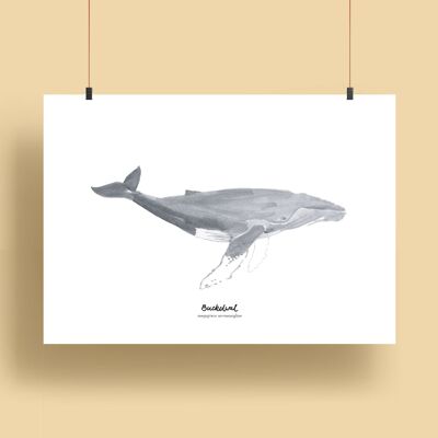 balene | Stampe - Megattera