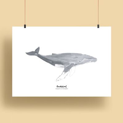 Ballenas | Estampados - Ballena Jorobada