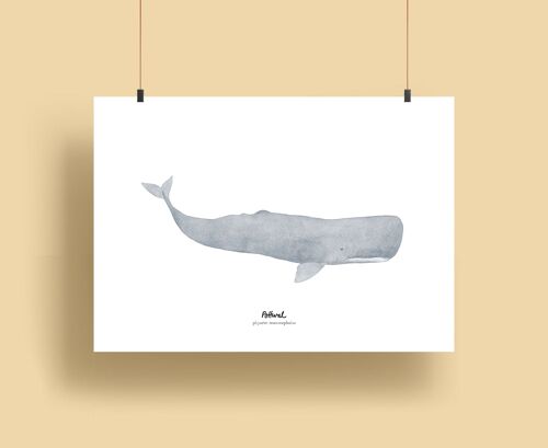 Whales | Prints - Pottwal