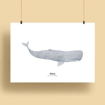 balene | Stampe - Capodoglio