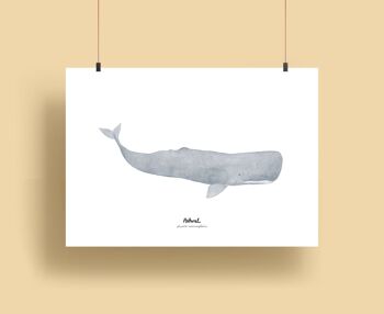 Baleines | Affiches - Cachalot 1