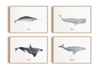 Baleines | Affiches - Cachalot 2
