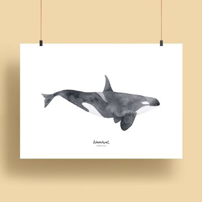 balene | Stampe - balena assassina