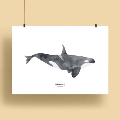 Ballenas | Estampados - Ballena Asesina