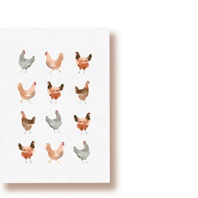 Une douzaine de poules | carte postale
