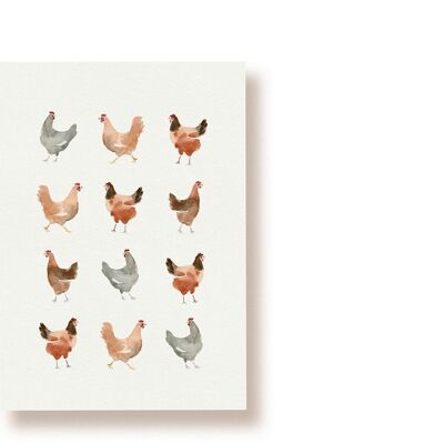 Una docena de gallinas | Postal de gallinas