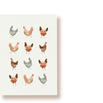 Une douzaine de poules | Carte postale poulets 1