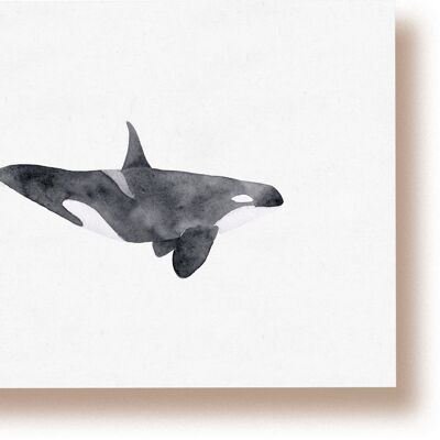 Orca | cartolina