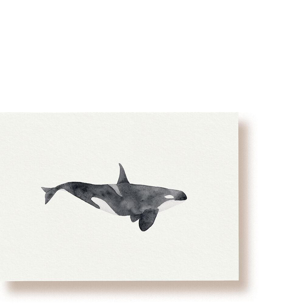 Orca | Whale Postcard