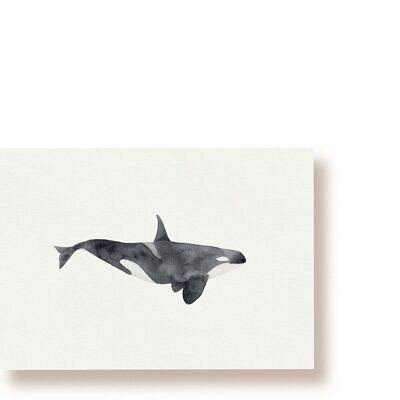 Orcas | Postal de ballena
