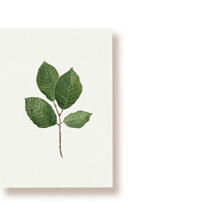 beech leaf | postcard
