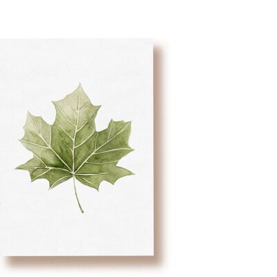 maple leaf | postcard