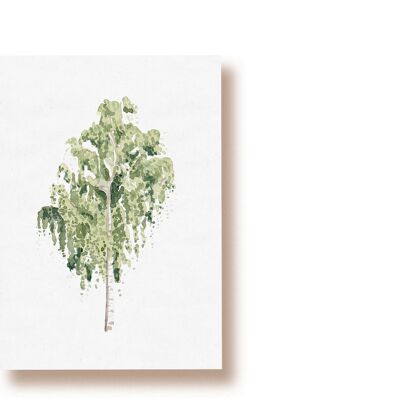 Birch | postcard