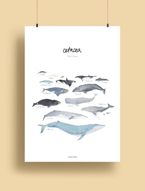 Whales - cetacea | Print