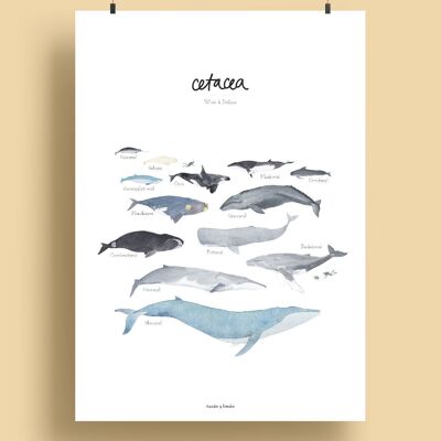 Whales-cetacea | printing