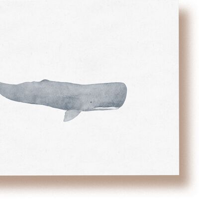 sperm whale | postcard