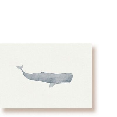 Capodoglio | Cartolina della balena
