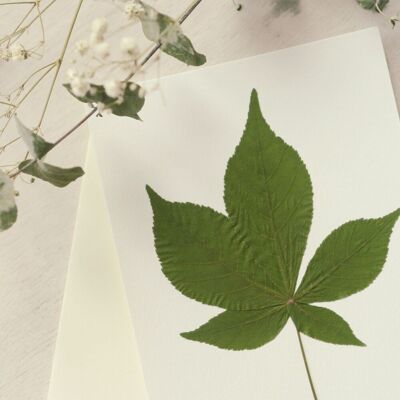Kastanien-Herbarium (Blatt) • A6-Format • zum Einrahmen