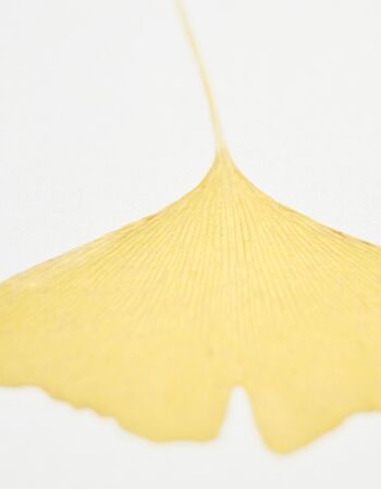 Herbier Ginkgo (feuille) • format A6 • à encadrer 2