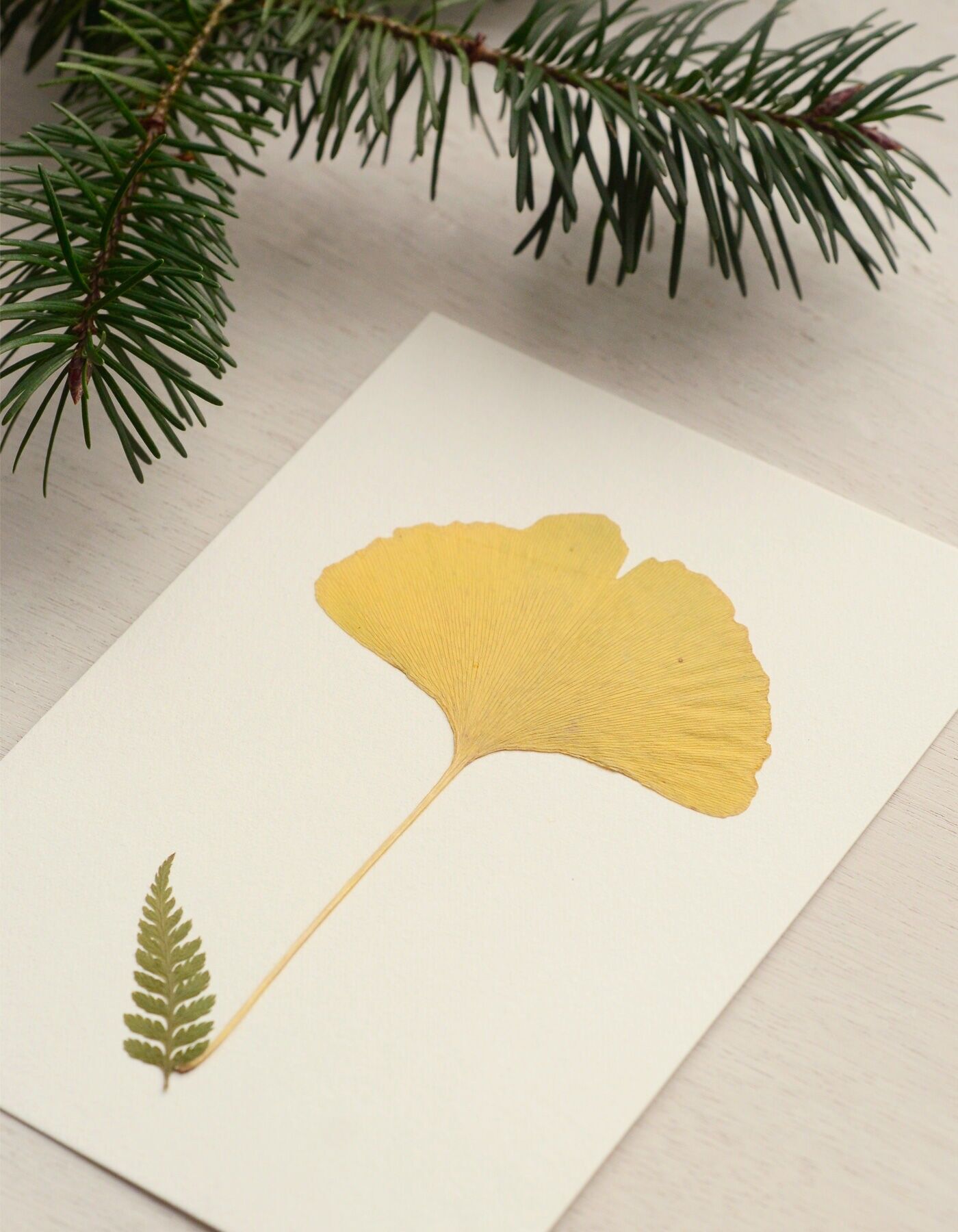 Ginkgo-Herbarium (Blatt) • Größe A6 • zum Rahmen