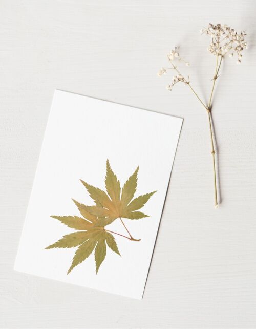 Herbier Erable du Japon (feuilles) • format A6 • à encadrer