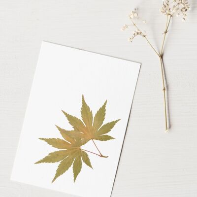 Herbier Erable du Japon (feuilles) • format A6 • à encadrer