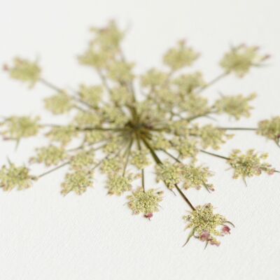 Herbario Zanahoria silvestre (flor) • formato A6 • para enmarcar