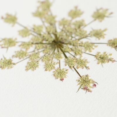 Herbario Zanahoria silvestre (flor) • formato A6 • para enmarcar