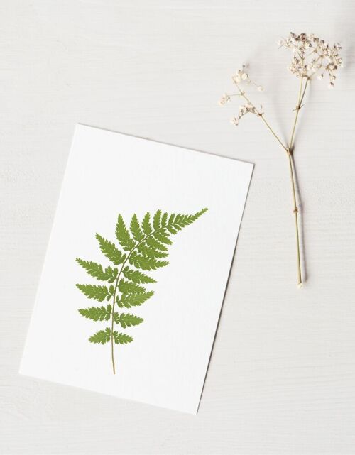 Herbier Fougère femelle (feuille) • format A6 • à encadrer