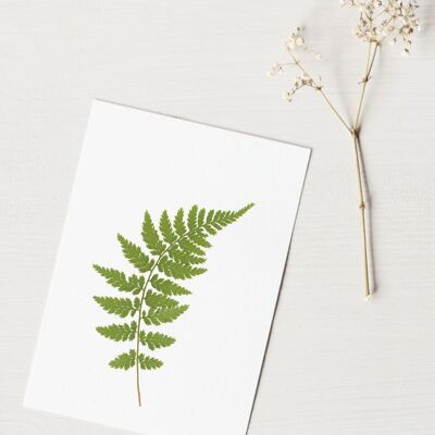 Weibliches Farn-Herbarium (Blatt) • Größe A6 • zum Rahmen