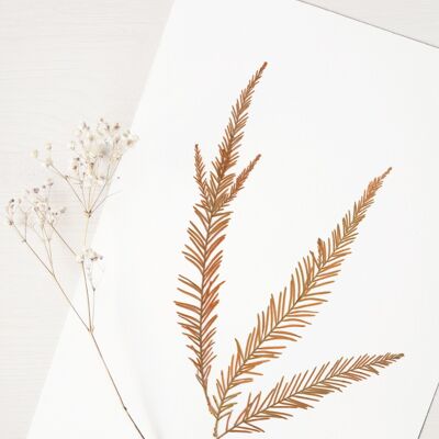 Herbario de ciprés calvo (hojas) • formato A4 • para enmarcar