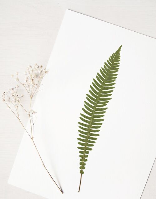 Herbier Fougère blechnum (feuille) • format A4 • à encadrer