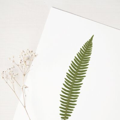 Blechnum Farn Herbarium (Blatt) • DIN A4 • zum Rahmen