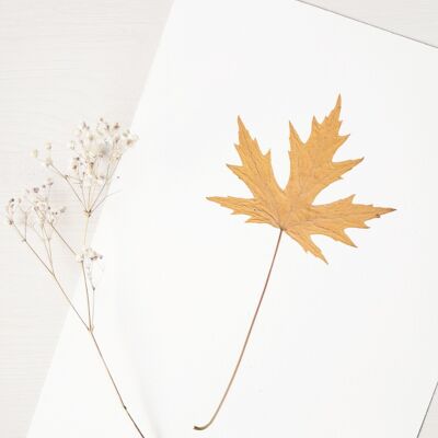Silver Maple Herbarium (leaf) • A4 size • to be framed