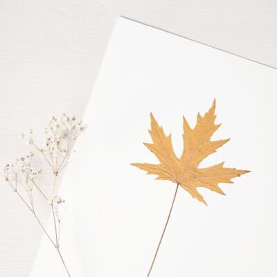 Silver Maple Herbarium (leaf) • A4 size • to be framed