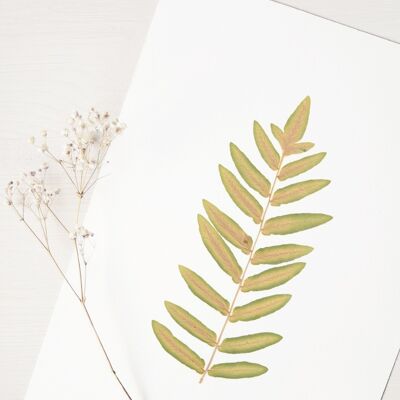 Königsfarn-Herbarium (Blatt) • A4-Größe • zum Einrahmen