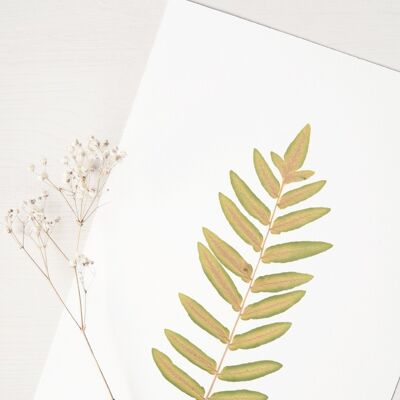 Royal Fern Herbarium (sheet) • A4 size • to be framed