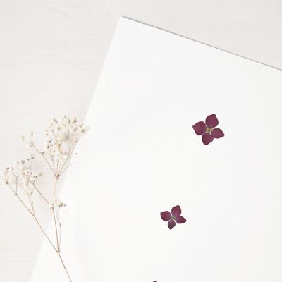 Herbier Hortensia (fleurs) • format A4 • à encadrer